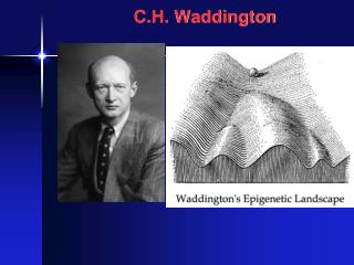 C.H. Waddington