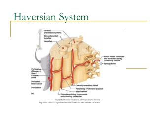 Haversian System