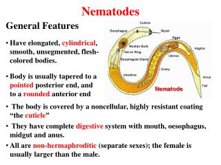 Nematodes