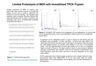 Limited Proteolysis of MDH with Immobilized TPCK-Trypsin