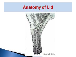 Anatomy of Lid