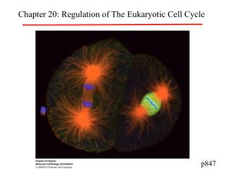 Chapter 20: Regulation of The Eukaryotic Cell Cycle