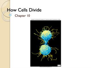 How Cells Divide