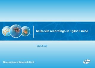 Multi-site recordings in Tg4510 mice