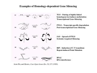 from Wu and Morris, Curr.Opin.Genet.Dev . 9 , 237 (1999)