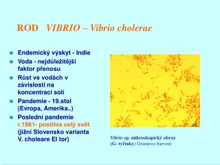 ROD VIBRIO – Vibrio cholerae