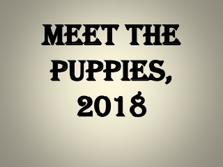 Meet the puppies, 2018