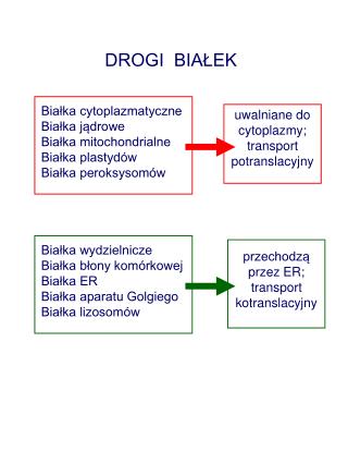 Białka cytoplazmatyczne Białka jądrowe Białka mitochondrialne Białka plastydów Białka peroksysomów