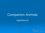 Companion Animals