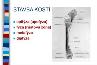 STAVBA KOSTI
