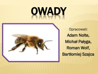 Owady