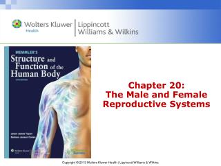 Chapter 20: The Male and Female Reproductive Systems