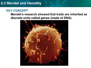 Mendel laid the groundwork for genetics.
