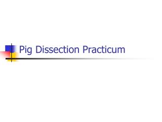 Pig Dissection Practicum