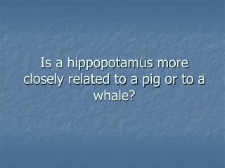 Is a hippopotamus more closely related to a pig or to a whale?