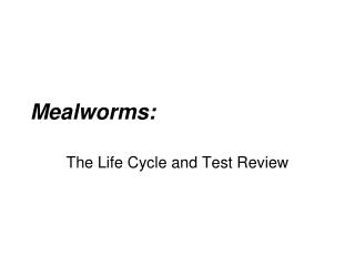Mealworms: