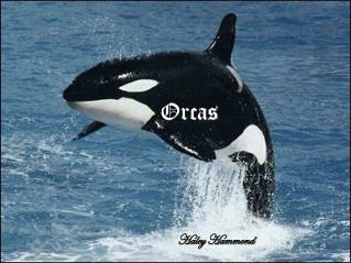 Orcas