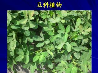 豆科植物