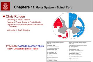 Chapters 11 Motor System – Spinal Cord
