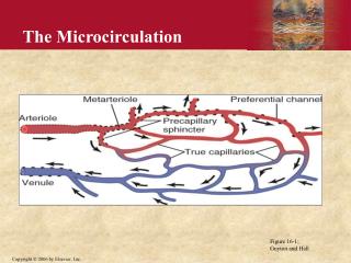 The Microcirculation