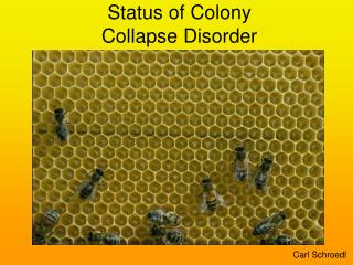 Status of Colony Collapse Disorder