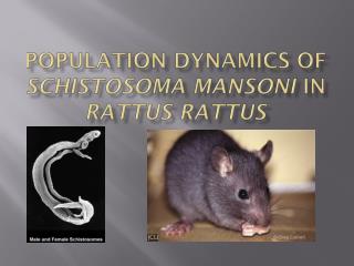 Population Dynamics of Schistosoma Mansoni In Rattus Rattus