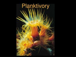 Planktivory