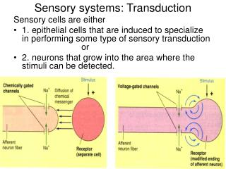 Sensory systems: Transduction