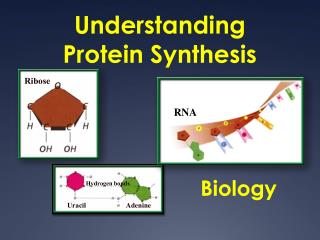 Understanding Protein Synthesis