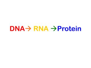 DNA  RNA  Protein