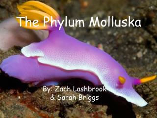 The Phylum Molluska
