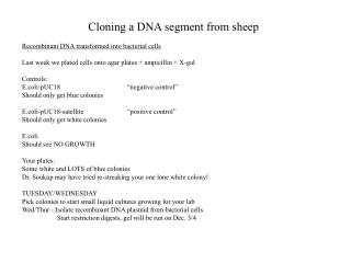 Cloning a DNA segment from sheep