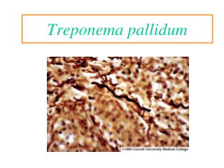 Treponema pallidum