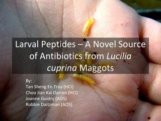 Larval Peptides – A Novel Source of Antibiotics from Lucilia cuprina Maggots