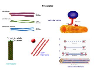 Cytoskelet