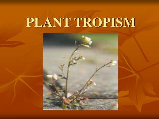 PLANT TROPISM