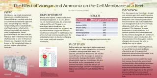 The Effect of Vinegar and Ammonia on the Cell Membrane of a Beet