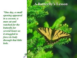 A Butterfly’s Lesson