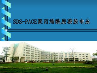 SDS-PAGE 聚丙烯酰胺凝胶电泳