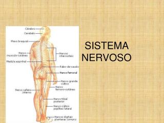 SISTEMA NERVOSO