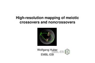 High-resolution mapping of meiotic crossovers and noncrossovers