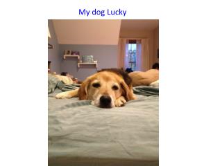My dog Lucky