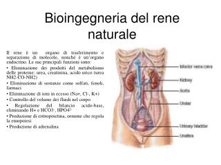 Bioingegneria del rene naturale