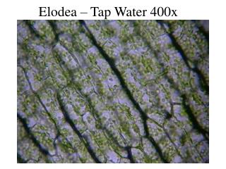 Elodea – Tap Water 400x