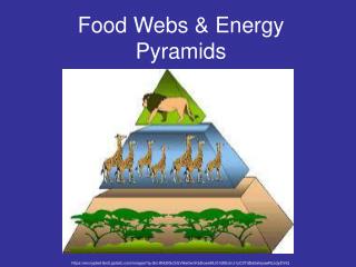 Food Webs &amp; Energy Pyramids