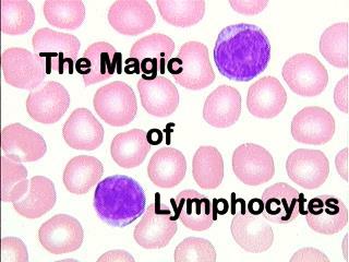 The Magic of Lymphocytes