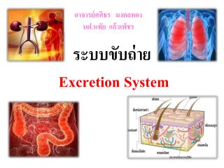 ระบบขับถ่าย Excretion System