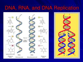 DNA, RNA, and DNA Replication