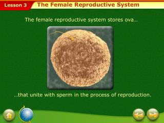 The Female Reproductive System