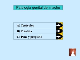 Patología genital del macho